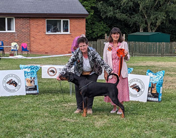 BEST PUPPY DOG & Reserve Best Puppy in Show - Manzart Excalibur at Izralight BEST PUPPY DOG & Reserve Best Puppy in Show - Manzart Excalibur at Izralight