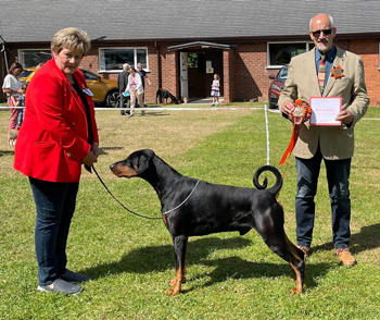 Best in Show - CH Manzat Wise Guy Best in Show - CH Manzat Wise Guy
