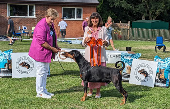 DOG CC & Best in Show - CH Manzart Wise Guy DOG CC & Best in Show - CH Manzart Wise Guy