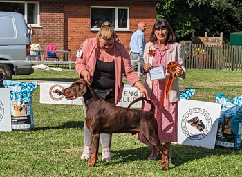 DOG RESERVE CC & Reserve Best in Show - Krieger's Hunky Dory at Malibray DOG RESERVE CC & Reserve Best in Show - Krieger's Hunky Dory at Malibray