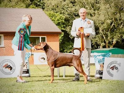 FB_IMG_1687971653077 BEST DOG & Best in Show - Scaria Whisper Of Hope