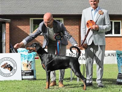 FB_IMG_1687971658578 BEST PUPPY BITCH & Best Puppy in Show - Korifey Sweet Child Of Mine