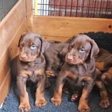 Pups 2 Pups 2